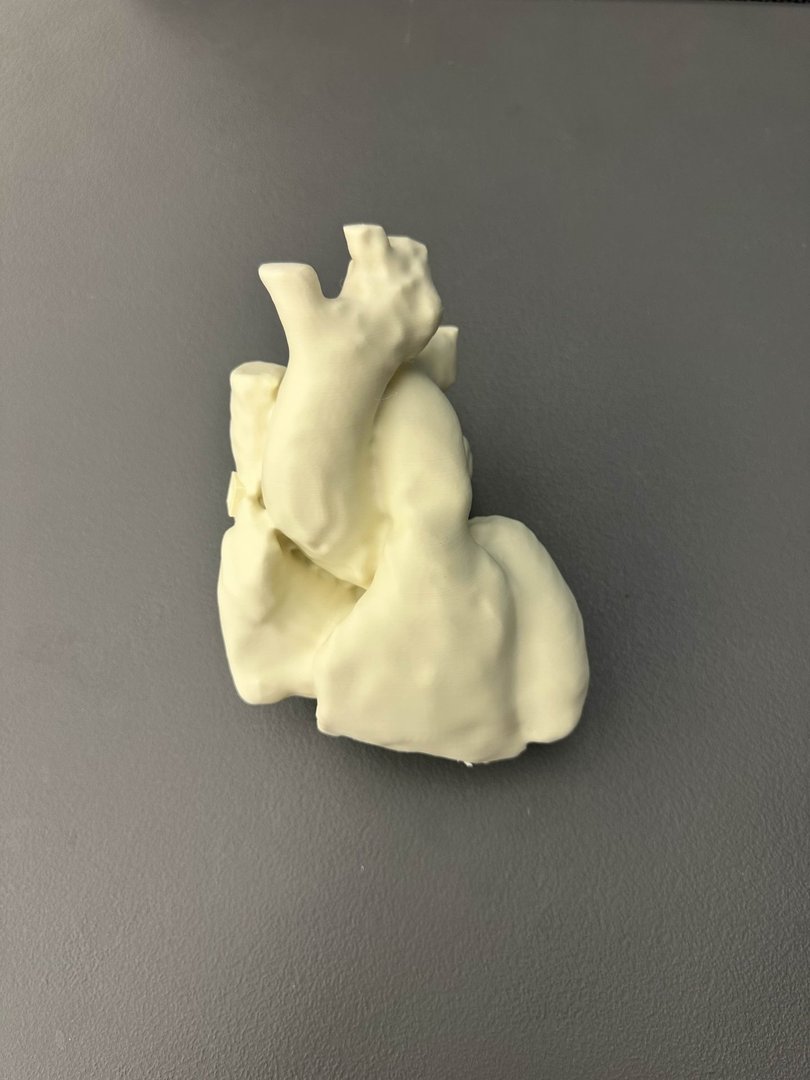 Human Anatomy Model gallery image